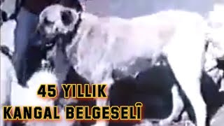 TARİHİ SİVAS KANGAL BELGESELİ | 33 YIL ÖNCESİNE AİT TRT KAYITLARI