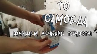 Тех обслуживание самоедской собаки, моем самоеда сами