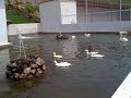 Kazların aşkına seyirci kalan Siyah kuğular 🤣🤣 Black swans watching for geese&#39;s sake