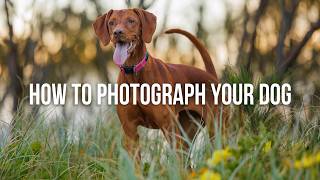 How to Photograph Your Dog