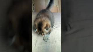 Highland fold for sale male Highland fold for sale male