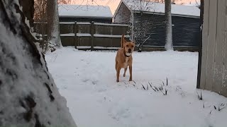 Dingo in the Snow 2022