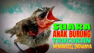 Suara anak burung trucukan memanggil induknya