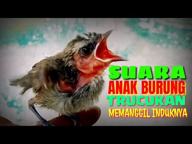 Suara anak burung trucukan memanggil induknya class=