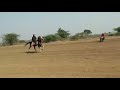 Marwadi horse vs kathiyawadi horse competitisan 