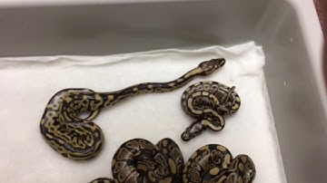 The Dark Knight of Ball Python Clutches