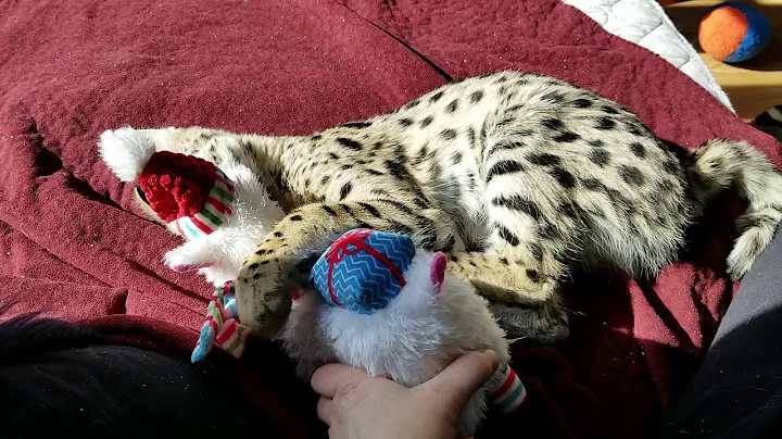 Watch the video about Serval kitten play wrestle