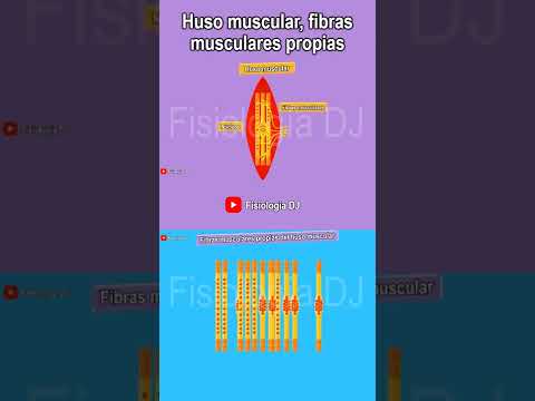 Huso muscular |