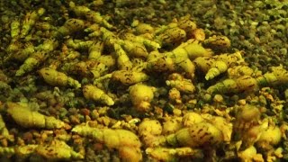 Аквариумные улитки мелании Аквариумные улитки мелании