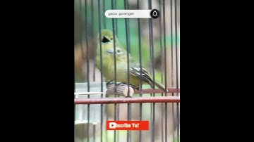 Sirtu jantan dan sirtu betina tarung