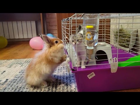 Rabbit rescues a Kitten who was locked in a cage