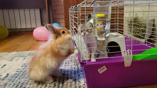 Rabbit rescues a Kitten who was locked in a cage