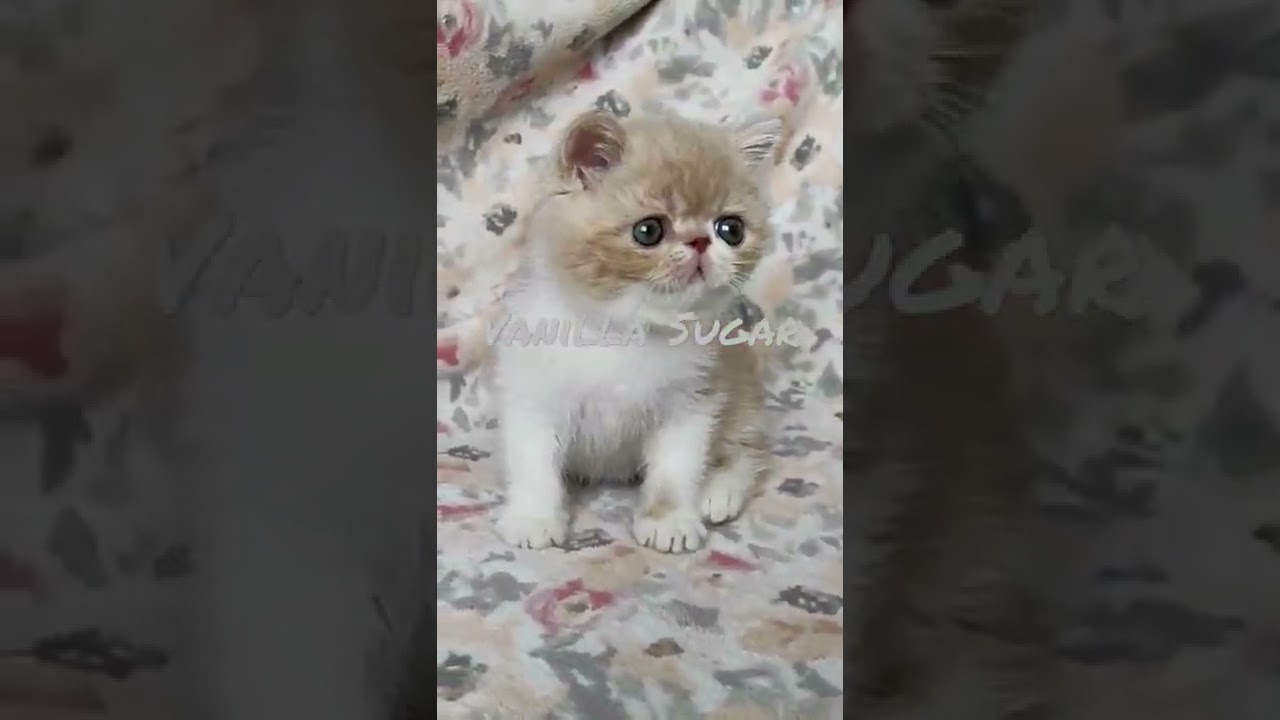 Cream tabby white boy