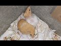 Мышки Медок и Половинка