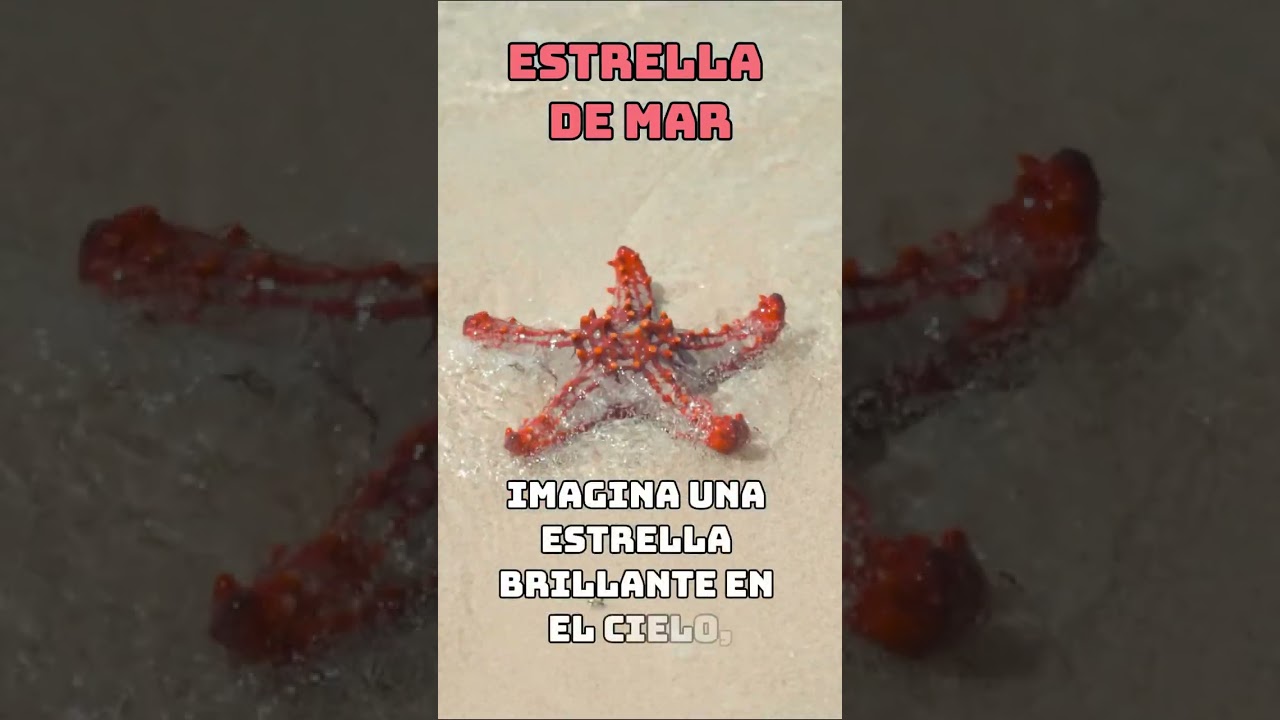 Miniatura de Estrella de mar