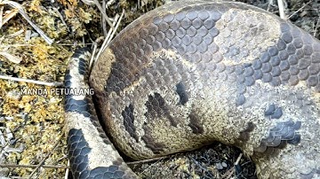 PENEMUAN ULAR BUNTET RAKSASA MASUK LUBANG | ULAR PYTHON | ULAR TANAH | SNAKES