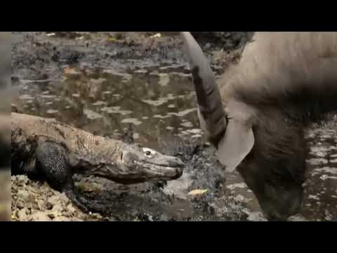 komodo dragon vs buffalo moments of lizard hunts animals and plants