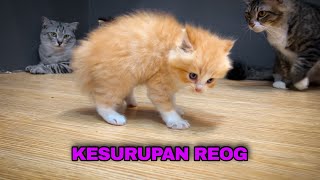 ANAK KUCING MEONG MEONG RUSUH BANGET DI CATROOM