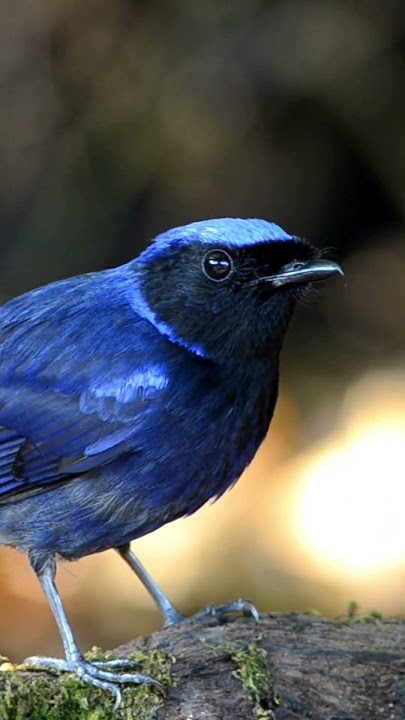 Niltava Bird