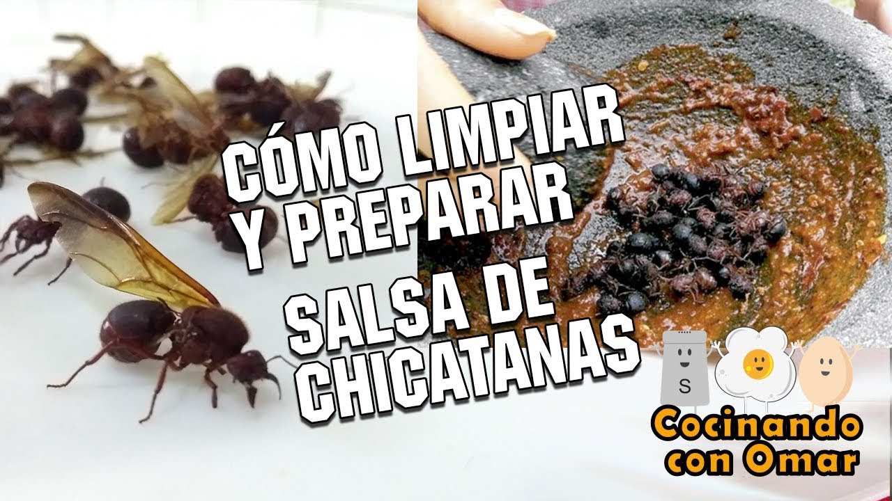 Cómo limpiar y preparar Chicatanas - Cocinando con Omar (feat mis primos) -  YouTube