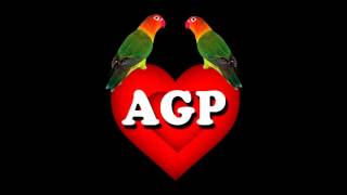 Agapornis Mix 2012