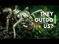 Ants vs. Humans: Who has the greater civilization?