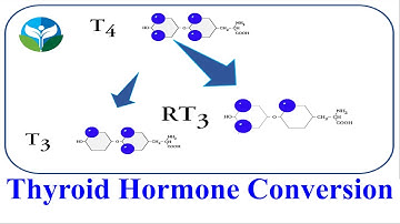 Thyroid Hormone Conversion T4 to T3