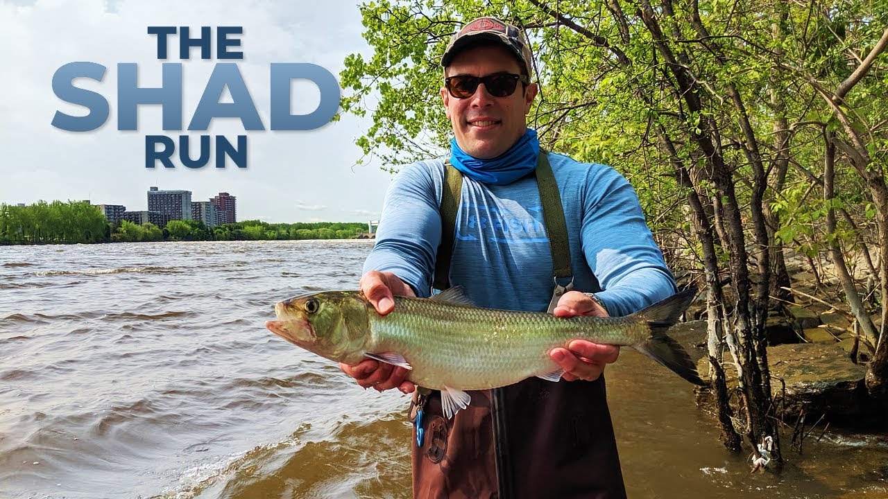 The Montreal Shad Run has STARTED! My First Shad EVER and I Wipe Out in