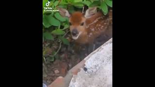 Deer Talking