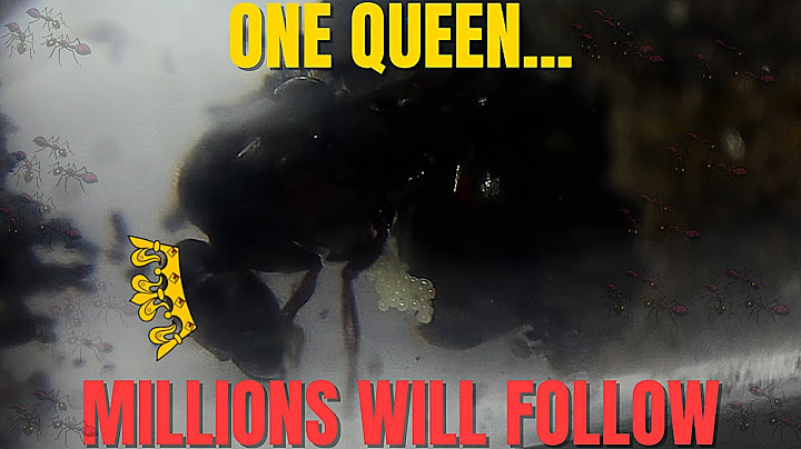 This Queen Ant Is Alone… But She Can Create Millions 👑🐜