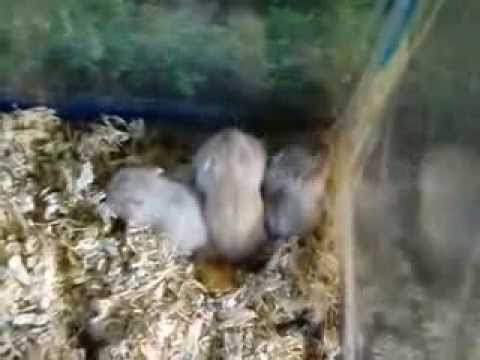 sleeping hamsters