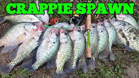 The crappie spawn is absolutely on fire this March 2024! 🔥