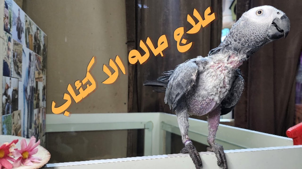 علاج اكتئاب وتنتيف ريش ببغوات جاكو او الكاسكو طريقه مضمون مع معتز مطور