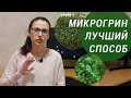 ЛУЧШИЙ и бюджетный способ вырастить микрогрин без плесени. Микрозелень, microgreen, проростки + Фото