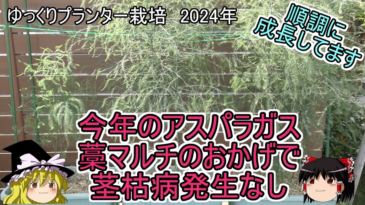 アスパラガス栽培　今年は茎枯病がなくて順調です
