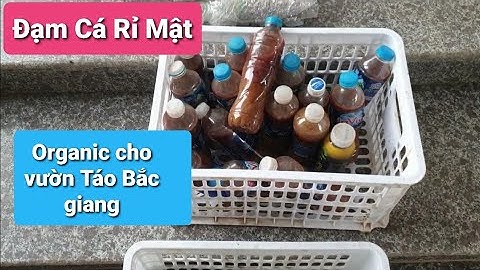 30 Suất Đạm Cá Rỉ Mật Chăm Thúc Vườn Táo Đã Gửi Cho Các Bác Dùng Thử l Núi Đồi Lục Ngạn