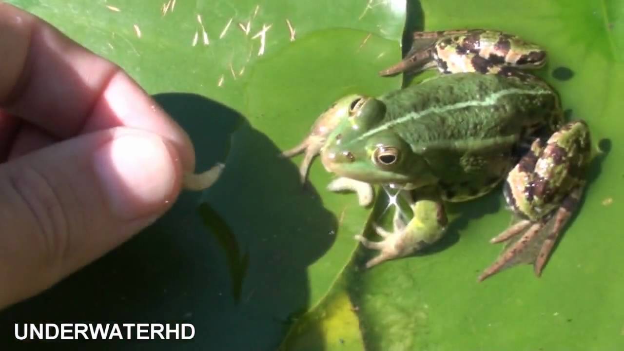feeding green frogs feeding green frogs