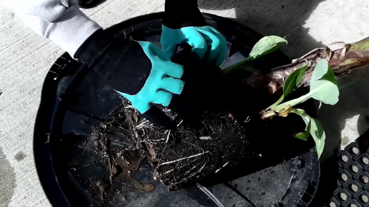 Garden Genie Claw Gardening Gloves Review (As Seen on TV)