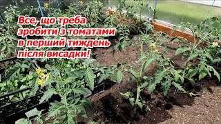 Обов'язково зробіть з томатами саме так після висадки!.