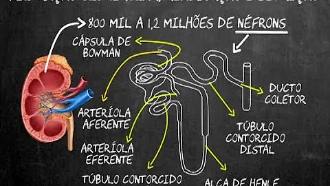 Quais são as etapas da formação da urina no corpo humano explique as?