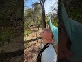 A black and white sifaka high up in a tree with her baby peeping down, how cool is this! 🙌🏻🌍