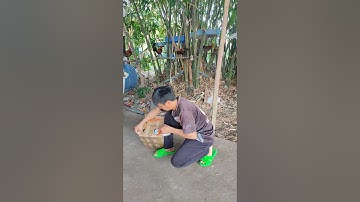 lên đường phục vụ ae đam mê🐓 #thứcgàrừng86 #gàrừngtaitrắng #gàrừngrặc