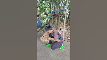 lên đường phục vụ ae đam mê🐓 #thứcgàrừng86 #gàrừngtaitrắng #gàrừngrặc