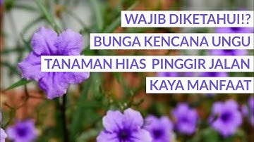 BUNGA KENCANA UNGU: Khasiat Bunga Kencana Ungu untuk Kesehatan – Herbal Cantik Manfaatnya Luar Biasa