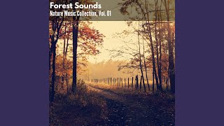 Large Deciduous Forest East Insect Chorus Night Late Owls