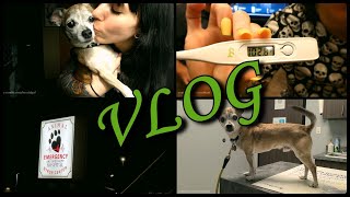 VLOG: May 7th-16th | Jackyl&#39;s Sick, ER Vet Visit, Fevers, Meds, &amp; Test Results...