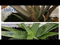 How we saved our brown dying Aloe vera plant in 10 days!