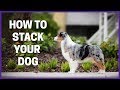 How To Stack Your Dog
