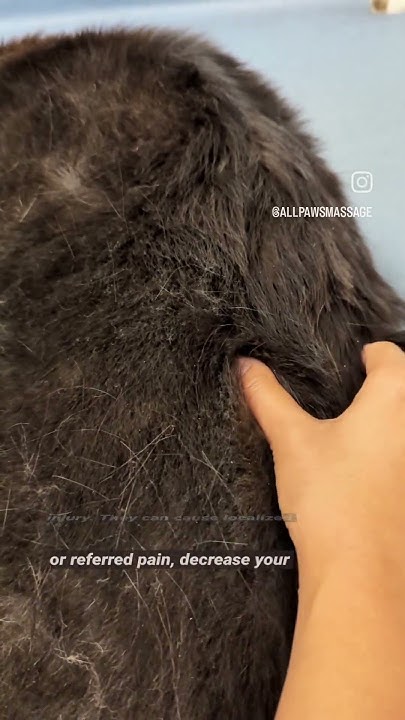 why-is-my-dog-twitching-animal-massage-youtube
