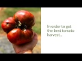 How and When to Plant Tomatoes Outside